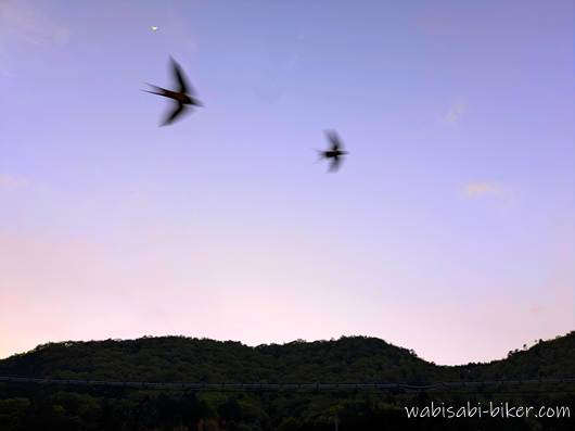 5月の夕暮れの空を飛ぶツバメ。竹田城跡周辺の山並みの上に月が浮かんでいる。