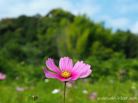 6月のまばらなコスモス畑で、一本だけ立ち上がるピンクのコスモスを中央に据え、背景に緑の山と青空をぼかして写した一枚。