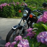 紫陽花越しに黒いバイクSR125が斜め前から写る。手前にピンクの花、奥にも紫陽花の列が続く初夏の風景。