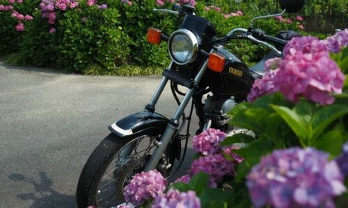 紫陽花越しに黒いバイクSR125が斜め前から写る。手前にピンクの花、奥にも紫陽花の列が続く初夏の風景。
