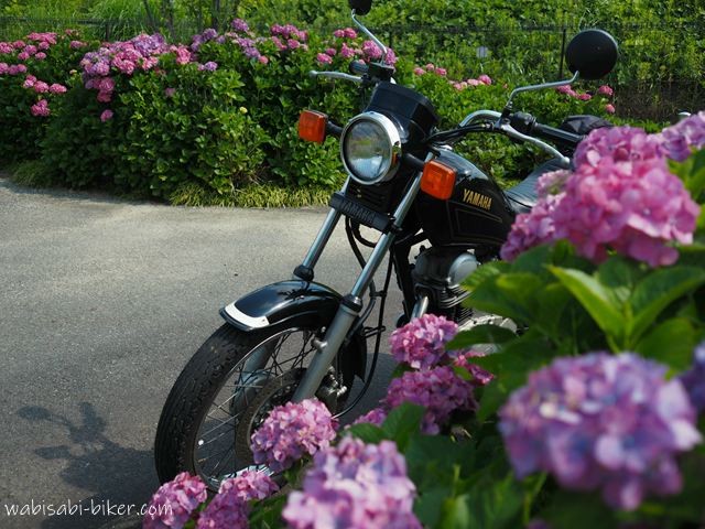 紫陽花越しに黒いバイクSR125が斜め前から写る。手前にピンクの花、奥にも紫陽花の列が続く初夏の風景。