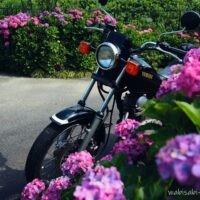 紫陽花越しに黒いバイクSR125が斜め前から写る。手前にピンクの花、奥にも紫陽花の列が続く初夏の風景。