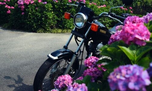 紫陽花越しに黒いバイクSR125が斜め前から写る。手前にピンクの花、奥にも紫陽花の列が続く初夏の風景。