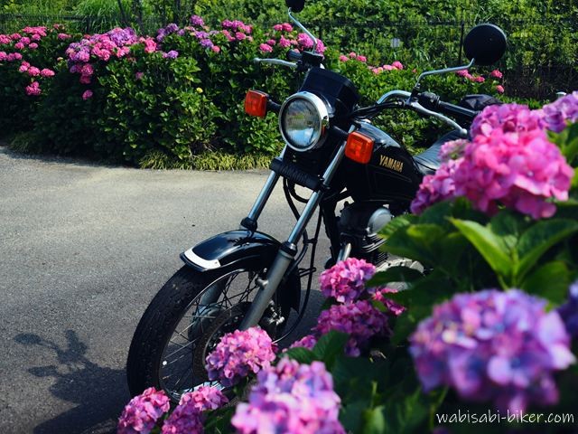 紫陽花越しに黒いバイクSR125が斜め前から写る。手前にピンクの花、奥にも紫陽花の列が続く初夏の風景。