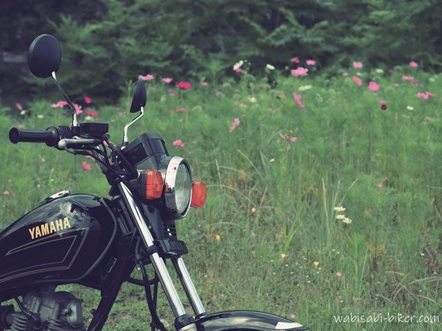 まばらに咲く6月のコスモス畑の手前に、黒いバイクSR125のフロント部分を配置し、背景に点在するピンクの花と緑の林をぼかして写した一枚。