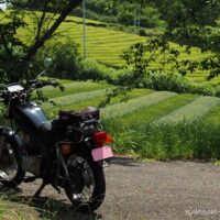 木陰に停めた黒いバイクSR125の奥に、手前は縞模様、さらに奥にはもえぎ色の茶畑が重なっている６月の風景。
