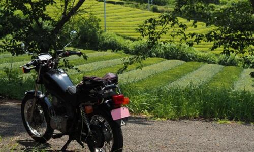 木陰に停めた黒いバイクSR125の奥に、手前は縞模様、さらに奥にはもえぎ色の茶畑が重なっている６月の風景。