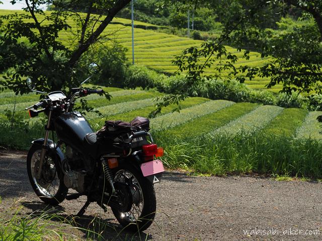 木陰に停めた黒いバイクSR125の奥に、手前は縞模様、さらに奥にはもえぎ色の茶畑が重なっている６月の風景。