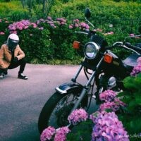 紫陽花に囲まれた小道で、黒いバイクSR125が斜め前に停められている。手前と奥にピンクの紫陽花が広がり、曇りがかった光の中、ベージュのジャケットを着たライダーが少し離れた位置でしゃがみ、バイクを見ているセルフスナップ。