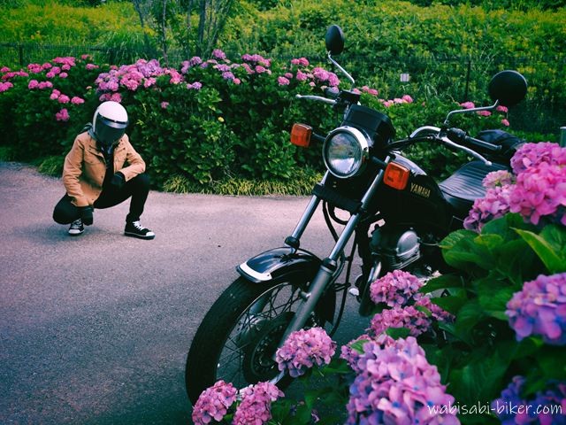 紫陽花に囲まれた小道で、黒いバイクSR125が斜め前に停められている。手前と奥にピンクの紫陽花が広がり、曇りがかった光の中、ベージュのジャケットを着たライダーが少し離れた位置でしゃがみ、バイクを見ているセルフスナップ。
