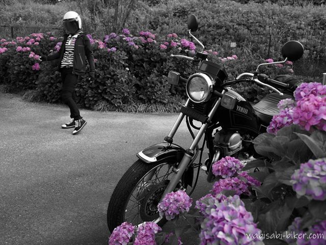 モノクロ基調の中で紫陽花のピンクだけが色づいた小道に、黒いバイクSR125が斜め前から写る。右手前に大きく花が入り、奥にも紫陽花が続く。白いジェットヘルメットと黒い服装の人物が少し離れた位置を歩いているセルフスナップ。