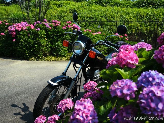 晴天の光の中、ピンクの紫陽花に囲まれた小道に黒いバイクSR125が斜め前から停められている。右手前に大きく紫陽花の花が入り、奥にも花の列が続く。強い日差しでバイクと地面にくっきりと影が落ちている。