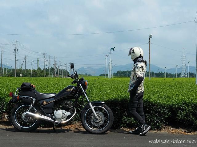 7月の茶畑と黒いバイクSR125の横で、鯉柄のアロハシャツ姿のバイク乗りが遠くを眺めるセルフスナップ。夏の緑に溶け込む静かな一枚。