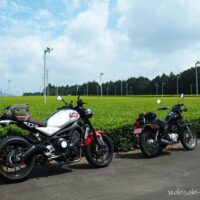 7月の茶畑と夏空を背景に、道路脇に並べて停めた2台のバイク。左に白と赤のXSR900、右に黒のSR125が配置され、夫婦ツーリングの一場面を切り取った写真。鮮やかな緑の茶畑と広がる空が季節感を引き立てている。