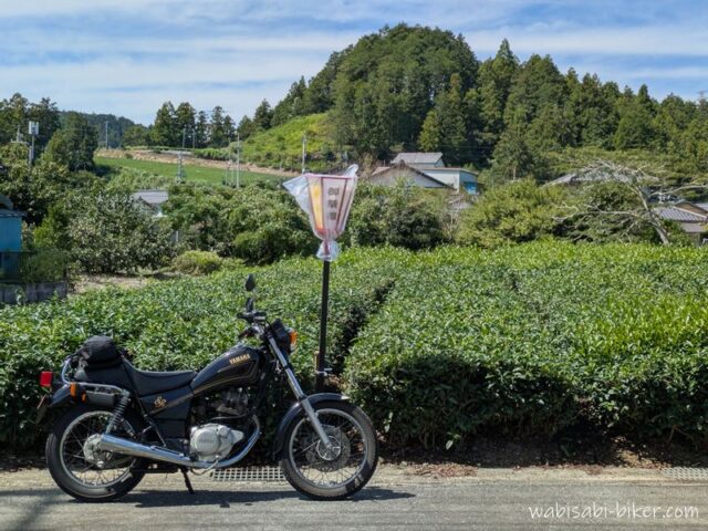 緑の茶畑の前に立つ、ビニールをかぶった秋祭りの提灯と黒いバイクSR125。背後には山林や民家が広がる、静岡の茶産地らしい風景。