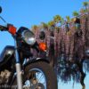 オートバイと藤の花